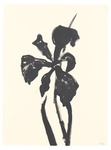 siberian-iris
